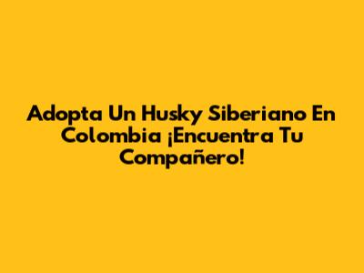 Adopta Un Husky Siberiano En Colombia ¡Encuentra Tu Compañero!