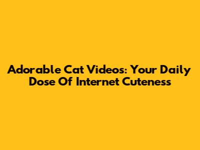 Adorable Cat Videos: Your Daily Dose Of Internet Cuteness