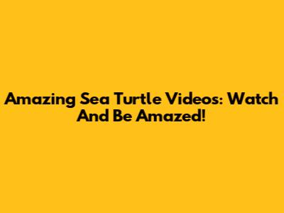 Amazing Sea Turtle Videos: Watch And Be Amazed!