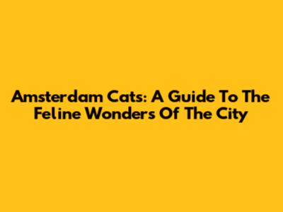 Amsterdam Cats: A Guide To The Feline Wonders Of The City