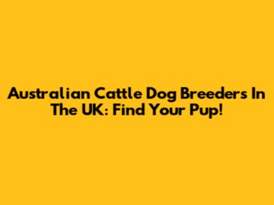 Australian Cattle Dog Breeders In The UK: Find Your Pup!