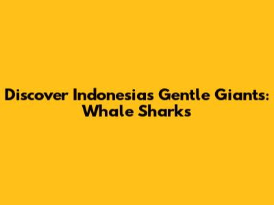 Discover Indonesia's Gentle Giants: Whale Sharks