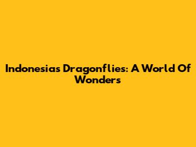 Indonesia's Dragonflies: A World Of Wonders