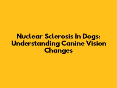 Nuclear Sclerosis In Dogs: Understanding Canine Vision Changes